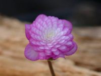 Full double pink with white petals in the centre